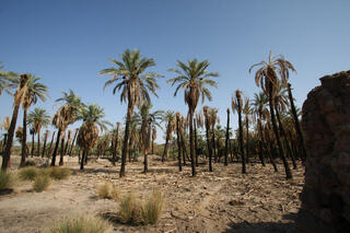 עצי התמר בנווה המדבר ח'ייבר שבערב הסעודית