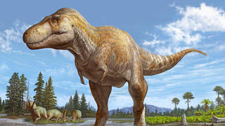 שחזור של טירנוזאורוס מקריינסיס