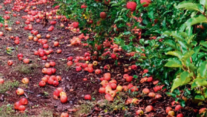 תפוחים נופלים על האדמה באחד מהמטעים בצפון