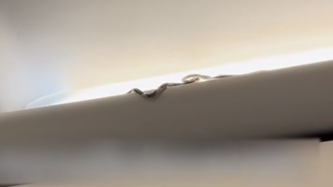 נחש במטוס של חברת אייר אסיה