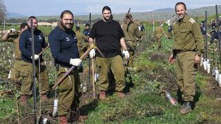 מילואימניקים שבאו לעזור למילואימניק שמגוייס מתחילת המלחמה  לעבוד בכרם שלו בדרום רמת הגולן 