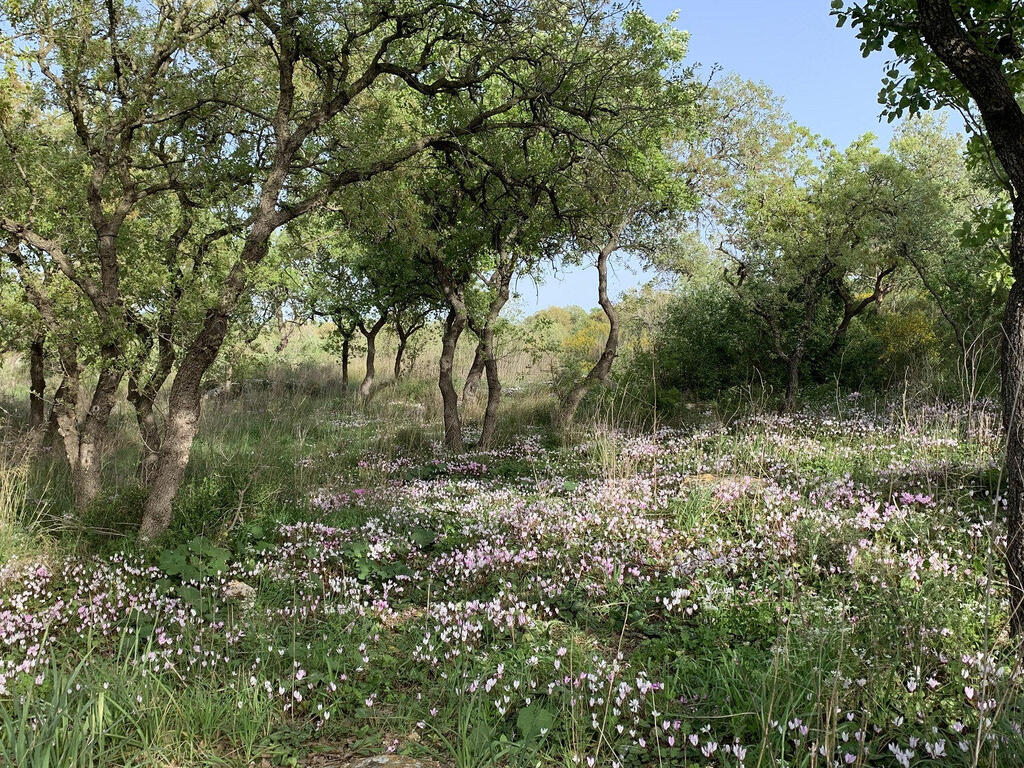 מרבדי הרקפות כבר כאן – אלו המקומות שתוכלו ליהנות מהם
