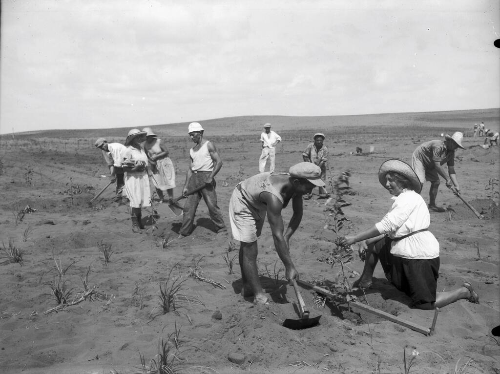 1935 tree planting in Vadi Hoart, Emek Hefer 