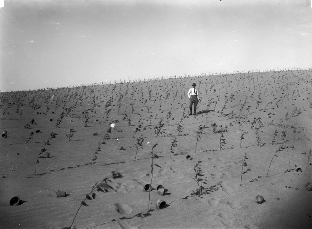 1920, Nahalat Yehuda. Eucalyptus tree planting 
