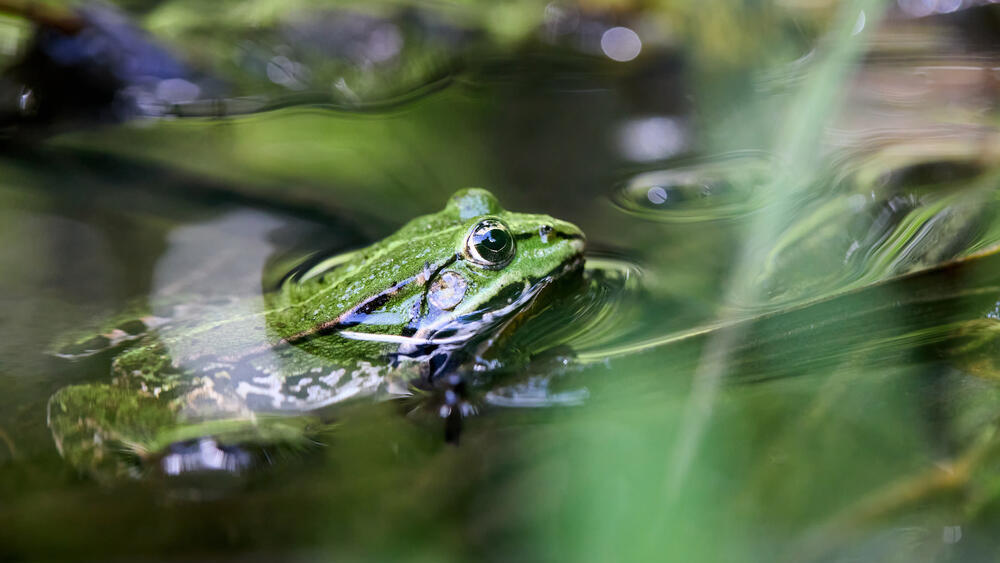 Лягушка, иллюстрация (Фото: shutterstock) צפרדע