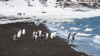 פינגווין לבן-אוזן על האי דספשן