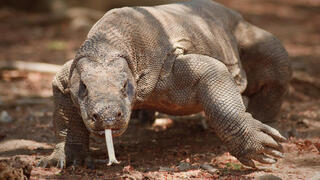 דרקון קומודו