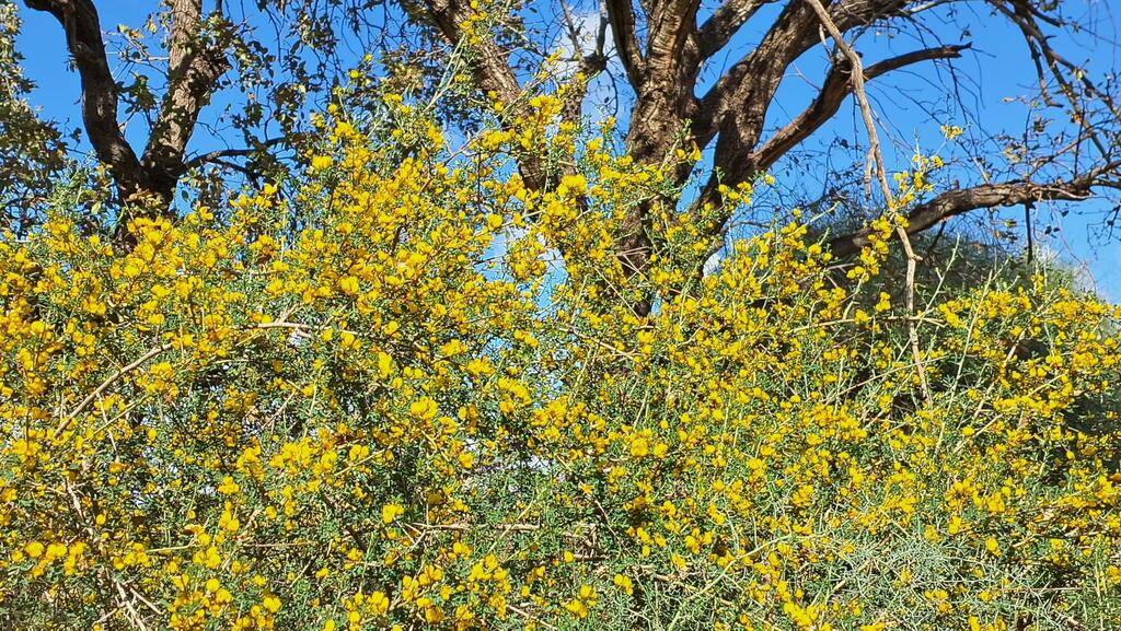 Ярко-желтый дрок в заповеднике Алоней-Кадима мгновенно улучшает настроение 