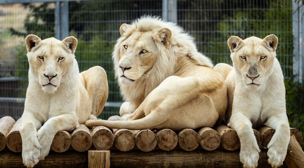 אריות בפארק החיות מדבריום