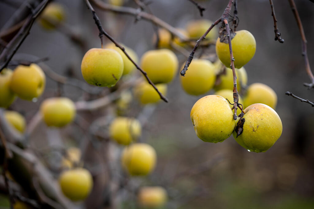 תפוחים בצפון הגולן