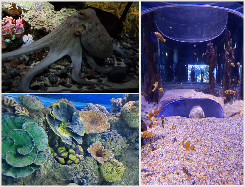 Осьминог, подводные цветы и прозрачная будка для фотосъемки 