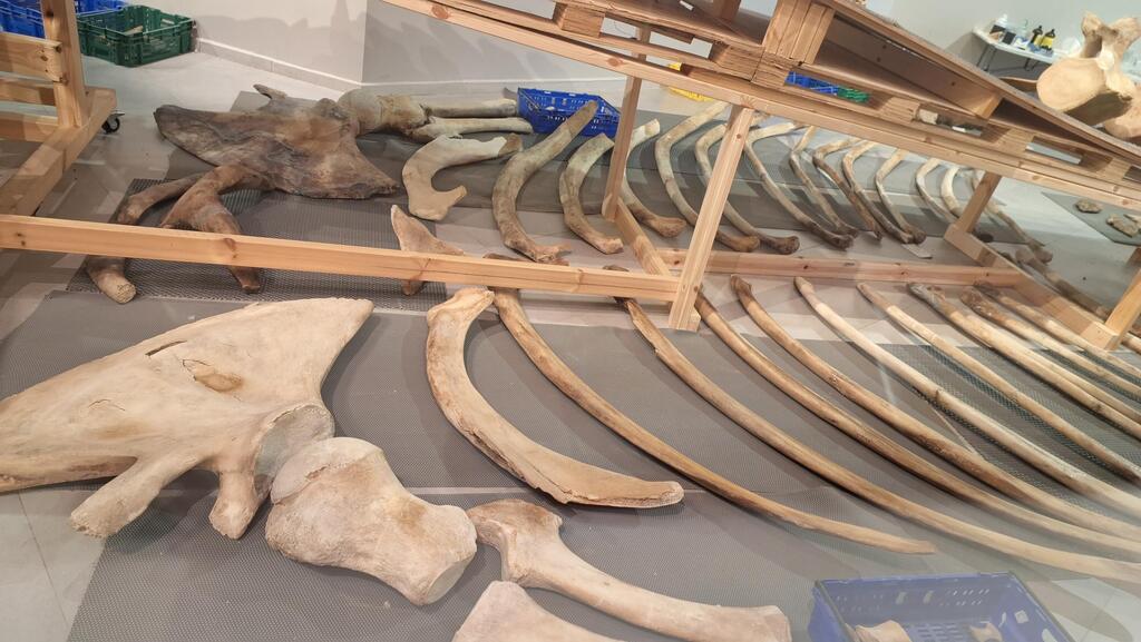 Скелет кита, который ученые восстанавливают по одной косточке 