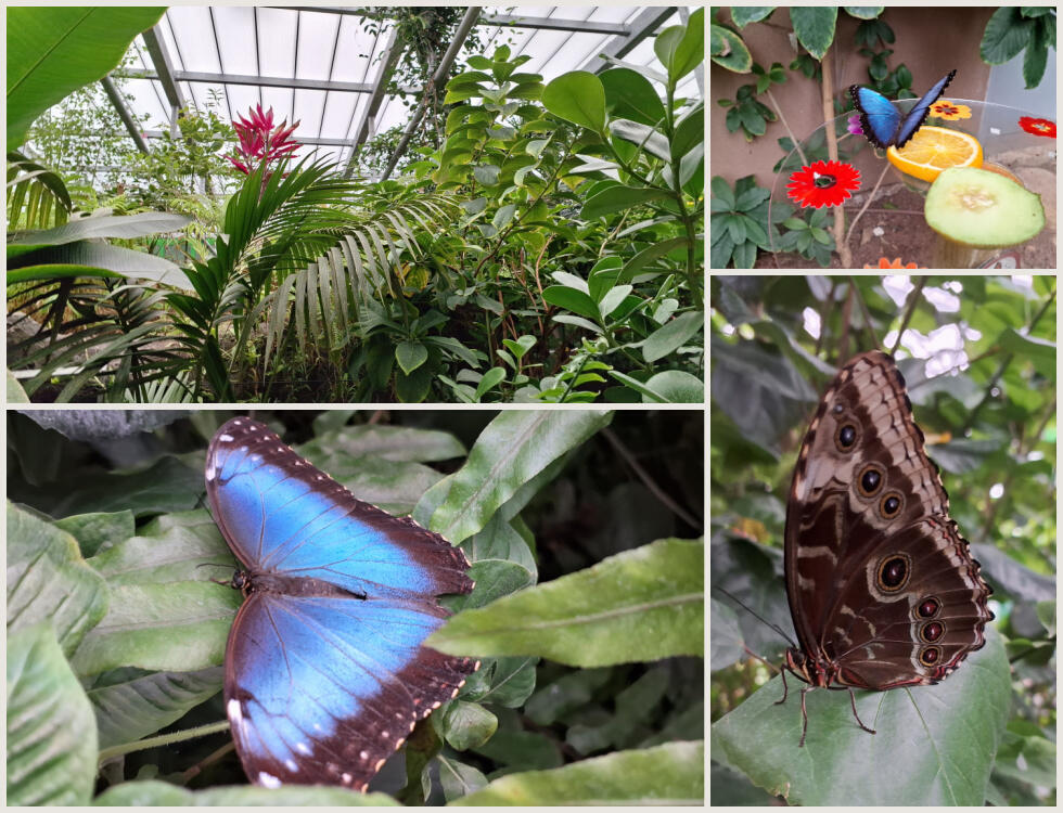 Бабочки в Саду бабочек и биоразнообразия в Иерусалиме 