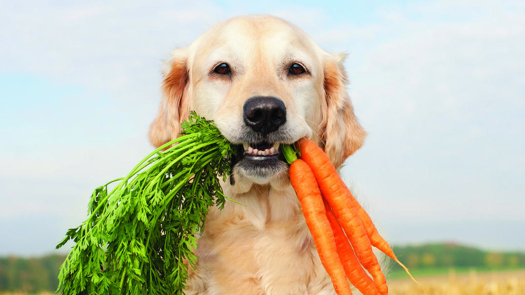 התזונה היא הדבר החשוב ביותר לבריאות הכלב שלכם