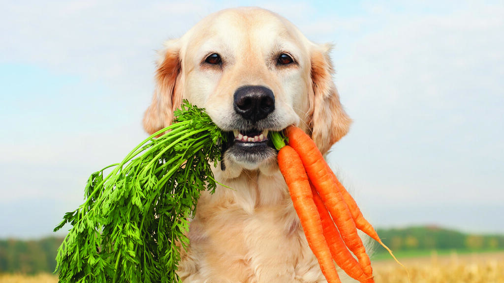 התזונה היא הדבר החשוב ביותר לבריאות הכלב שלכם