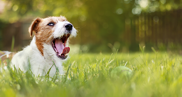 One study found that dogs tend to yawn more in response to yawning by their owners than in response to yawning by strangers. A dog yawning 