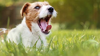 One study found that dogs tend to yawn more in response to yawning by their owners than in response to yawning by strangers. A dog yawning 