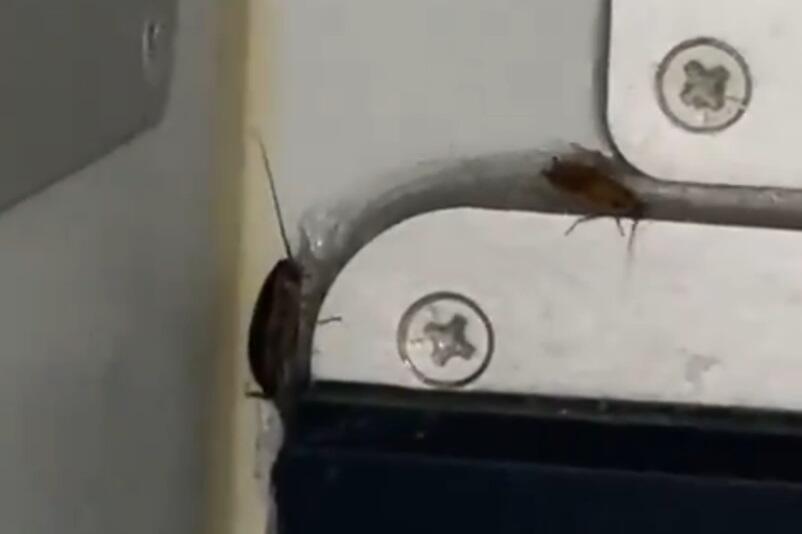 Cockroaches spotted aboard the IndiGo aircraft  