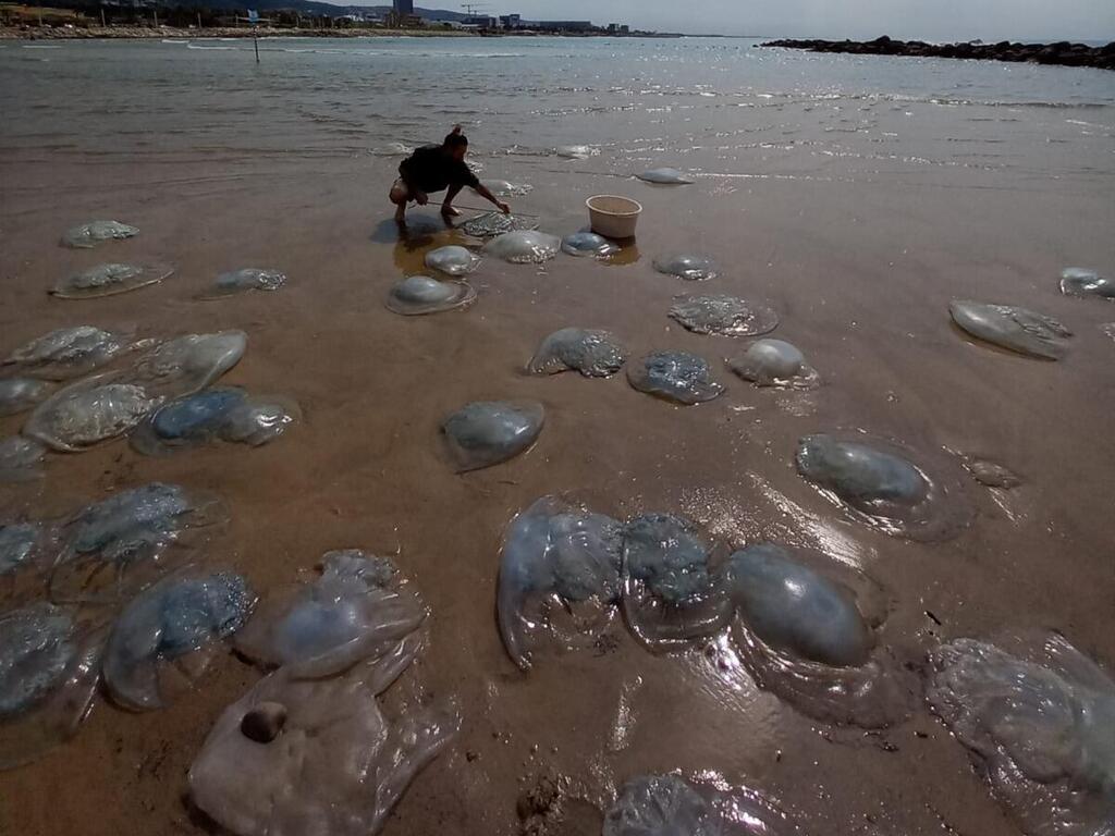      Нашествие медуз