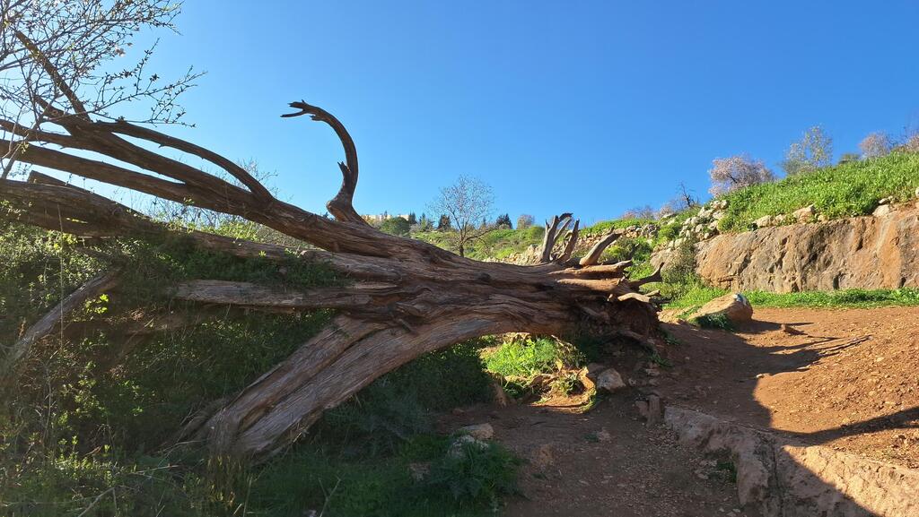 Старое поваленное дерево, на котором можно и отдохнуть и сфотографироваться 