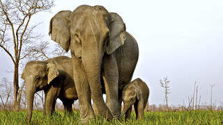 משפחת פילים אסיאתיים