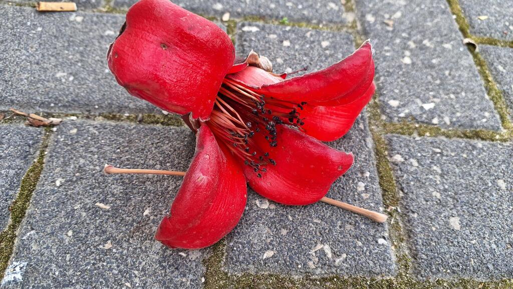 Упавший на землю цветок бомбакса 