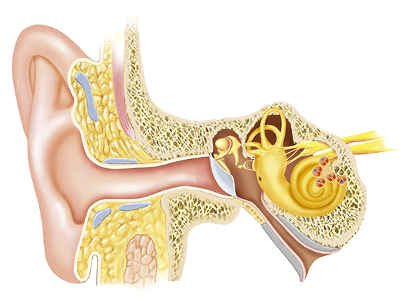 The sense of hearing is based on the ear's ability to capture sound waves, translate them into electrical signals, and transmit them to the brain. Structure of the ear 