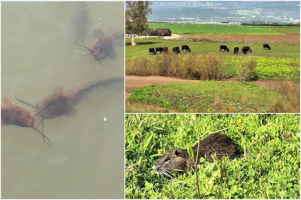 Усатые сомы (кормить нельзя!), буйволы на лугах и нутрия в зеленой траве 
