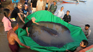 טריגון נהרות ענק (במשקל 300 ק"ג), שנתפס בקמבודיה