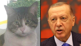 טורקיה רג'פ טאיפ ארדואן רצח החתול ארוס