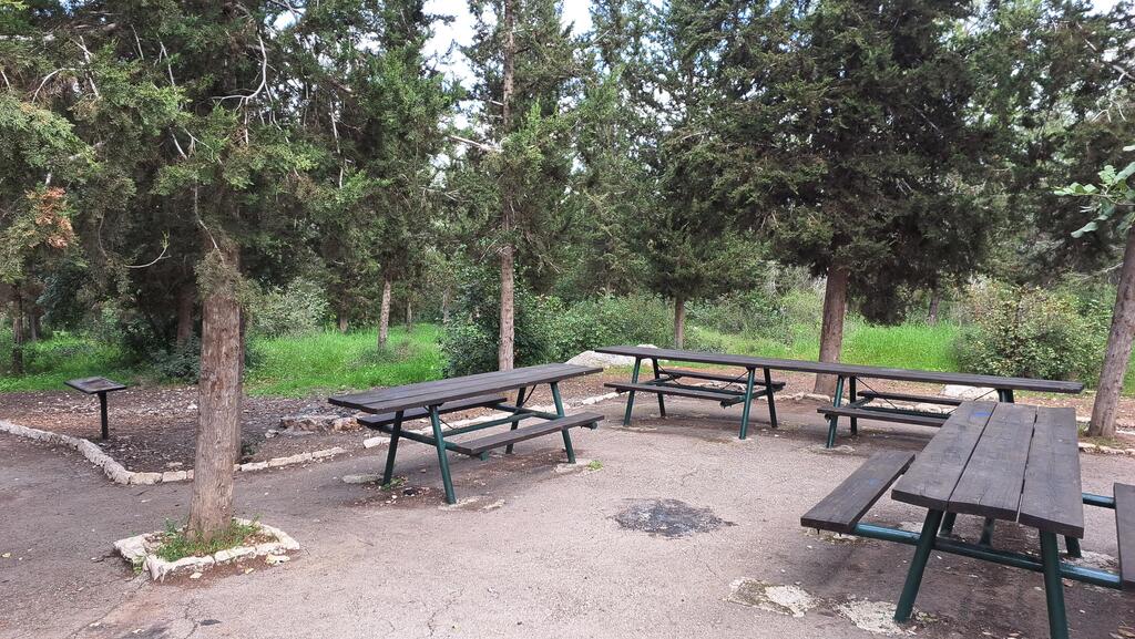Множество столиков для пикника и зон для мангала по всей территории леса 