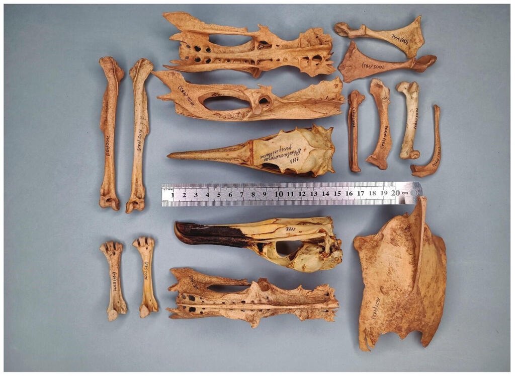 עצמות קורמורן ממושקף מהאוסף של המכון הזואולוגי של האקדמיה הרוסית למדעים