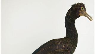 קורמורן ממושקף מהאוסף של מוזיאון הטבע נאטורליס בליידן שבהולנד