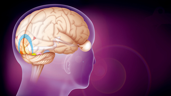 In blindsight, information bypasses full visual processing in the brain cortex and is transferred directly to the amygdala. The information pathway from the eyes to the visual cortex in the brain