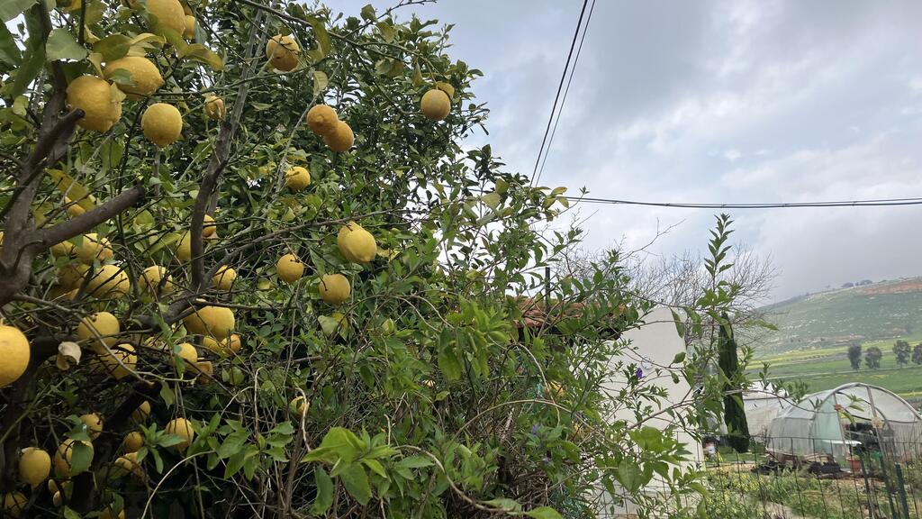 Из-за войны в Метуле некому собирать урожай (Фото: Эдуард Докс) Из-за войны в Метуле некому собирать урожай