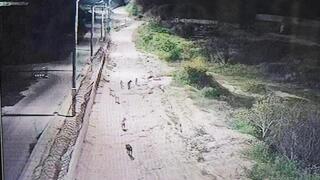 Wild dogs near the border fence   