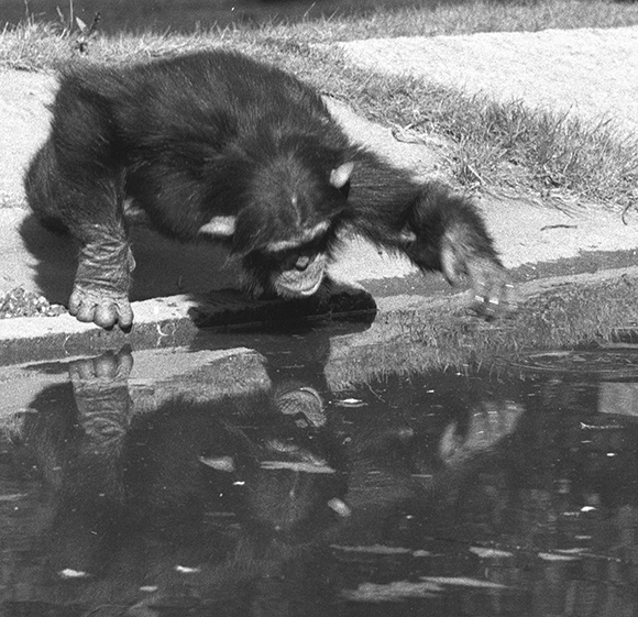Quickly grasp the concept of a mirror. A chimpanzee looking at its reflection in the water  