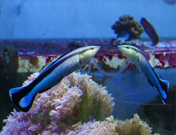The fish were marked with a brown dot on their necks, and when presented with a mirror they began rubbing their necks on the aquarium floor, potentially in an attempt to remove the 'stain' Bluestreak Cleaner Wrasse fish  