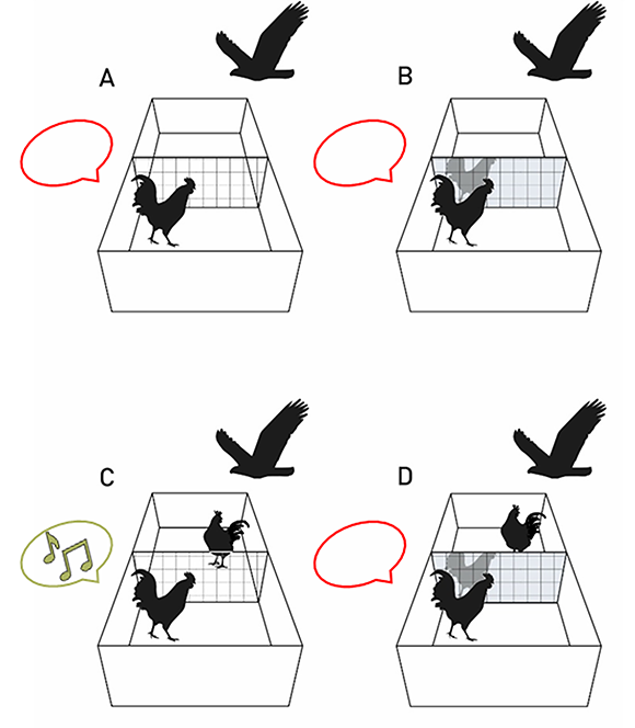 The adapted test procedure in roosters: A rooster tested alone (A), a rooster tested with a mirror (B), a rooster tested seeing another rooster in the adjacent cell (C), and a rooster tested with a mirror that hides another rooster in the adjacent cell (D). Only in case C did the rooster call out a warning 