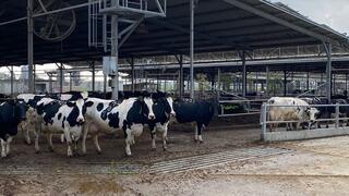 הרפת בניר יצחק