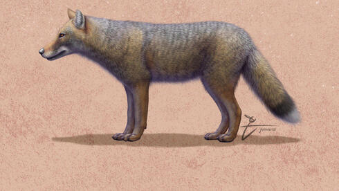 השועל הזאבי ממין Dusicyon avus