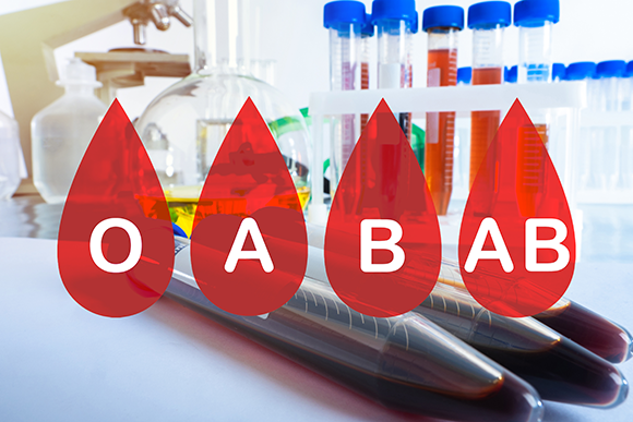  People with blood type AB positive have no antibodies that could trigger an immune response against blood cells, and therefore they can receive blood donations of any type. The four main blood groups 