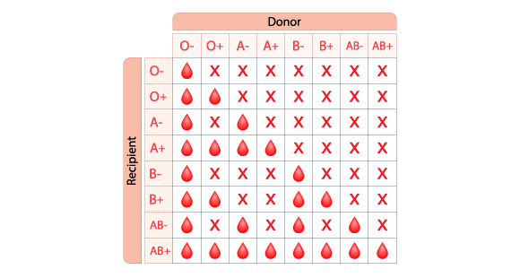 A table for matching the donor’s blood type with that of the recipient. For example, a person whose blood type is O minus can donate to everyone