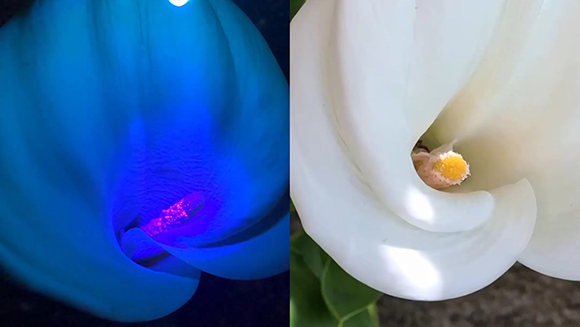 קלה בצילום במצלמה רגילה באור רגיל ביום (ימין) ובתאורת UV בלילה (משמאל). שימו לב לגרגירי האבקה שעל העמוד המרכזי בפרח, הם ממש זוהרים באור UV 