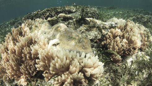 הלבנת אלמוגים