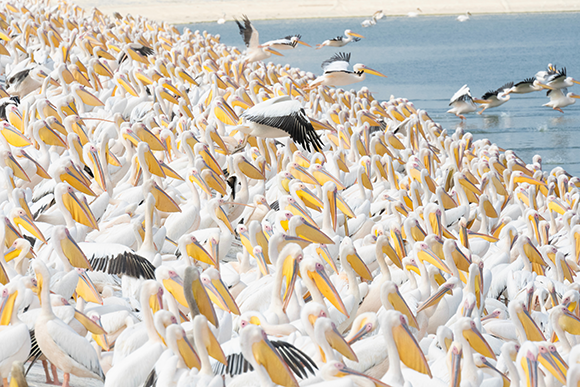 Since migratory animals move between different habitats, they are exposed to a wider range of threats, and their conservation is more complex and challenging. Migrating pelicans at Hula Valley, Israel 