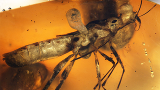 הפשפש Miropictopallium coloradmonens שהשתמר בענבר ממיאנמר