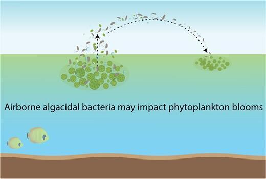 Illustration of bacterial migration (Illustration: Dr. Naama Lang-Yona) איור על הגירת החיידקים