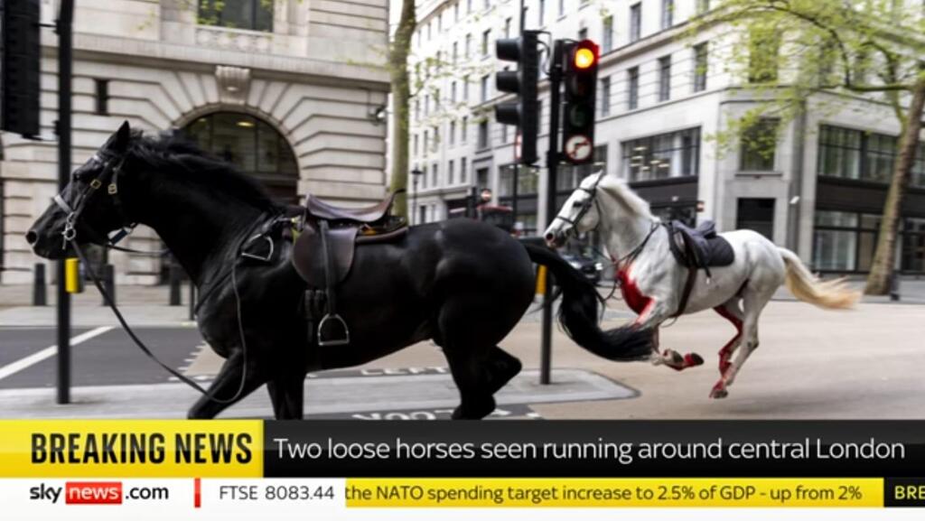 Horses running amok in London