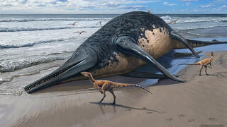 פגר איכטיוזאור ממין Ichthyotitan severnensis על החוף